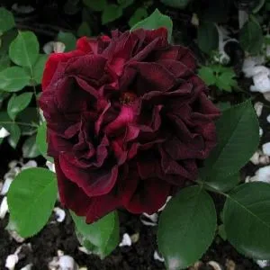 Роза Black Prince фото