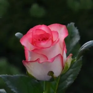 Роза Jumilia фото