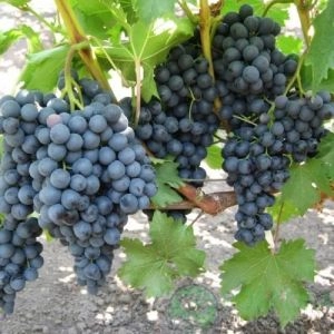Виноград Черный Изумруд фото