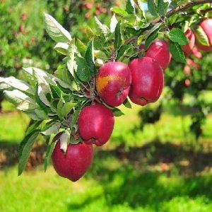 Яблоня Деличия фото