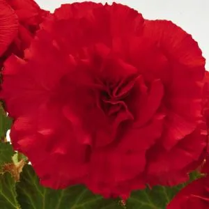 Бегония Non Stop Dark Red фото