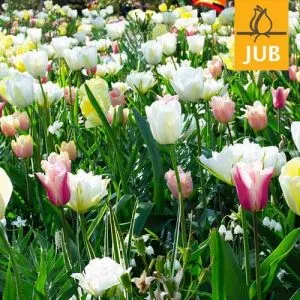 Микс ландшафтный Nude White (Брендовые луковицы Jub Holland) фото