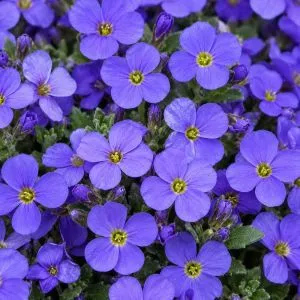 Обриета Royal Blue фото