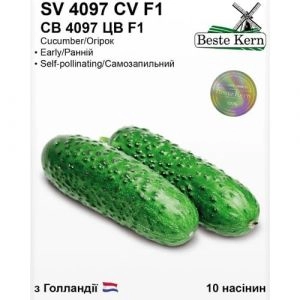 Огурец СВ 4097 ЦВ F1, ТМ Beste Kern фото