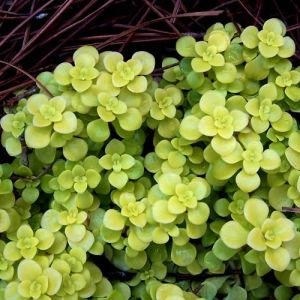 Седум Ogon фото