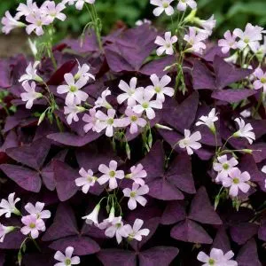 Оксалис (кислица) Triangularis фото