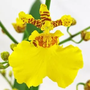 Орхидея Oncidium Sweet Sugar фото