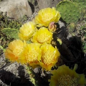 Опунция Polyacantha фото