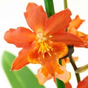 Орхидея Red Lip Orange  фото