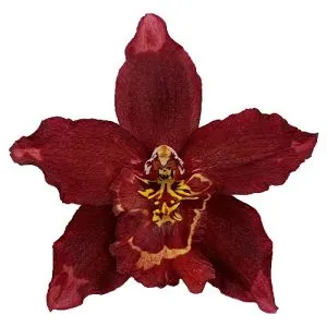 Орхидея Odontoglossum Winered фото
