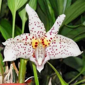 Орхидея Stanhopea фото
