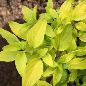 Орегано Aureum Gold фото