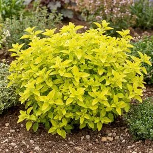 Орегано Aureum Gold фото