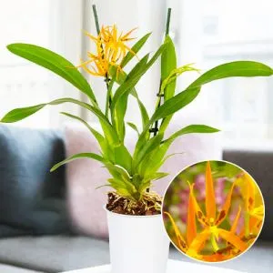 Орхидея Brassia Orange Delight фото
