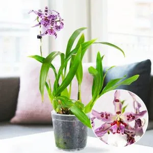 Орхидея Beallara Peggy Ruth фото