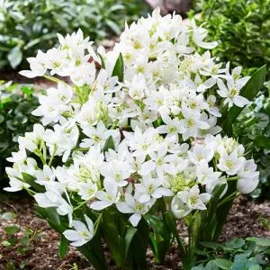 Орнитогалум White Trophy фото