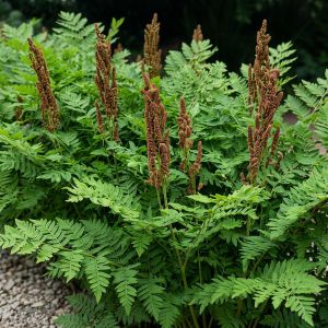 Папоротник Осмунда Purpurascens фото