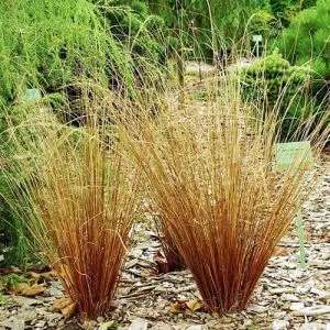 Осока Bronze Form фото