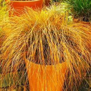 Осока Prairie Fire фото