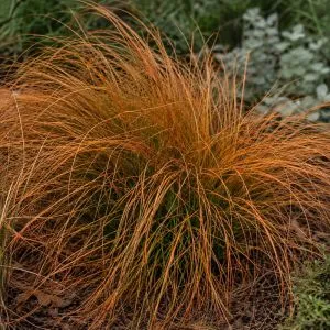 Осока Prairie Fire фото