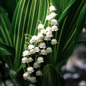 Ландыш Albostriata фото