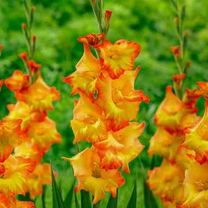 Гладиолус Ovatie фото