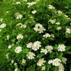 Калина Compactum фото