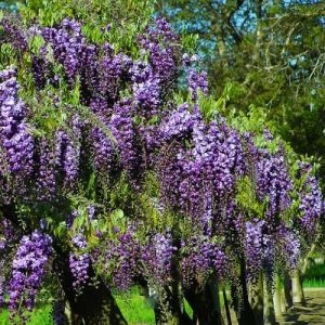 Вистерия (глициния) Violacea Plena фото