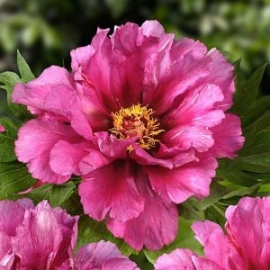 Пион ITOH Morning Lilac фото