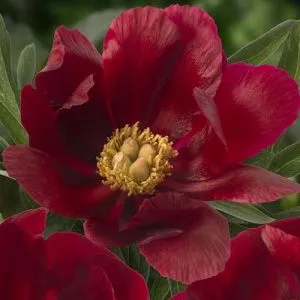 Пион Mahogany фото