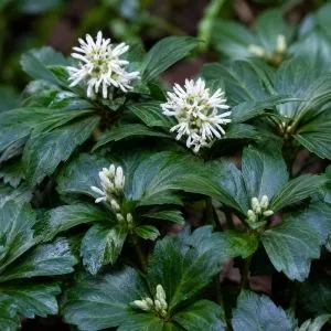 Пахизандра Green Sheen фото