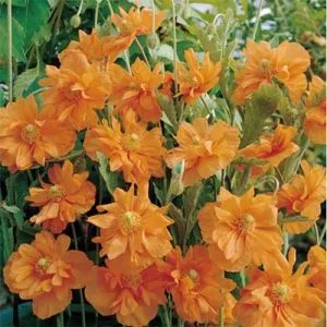 Мак Double Tangerine Gem фото