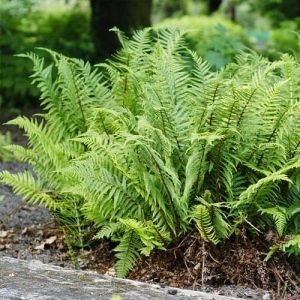 Папоротник Щитовник Мужской Crispa фото