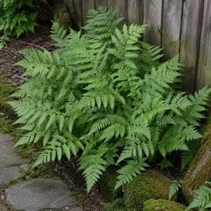 Папоротник Щитовник Клинтона (Dryopteris clintoniana) фото