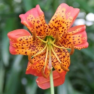 Лилия Pardalinum фото