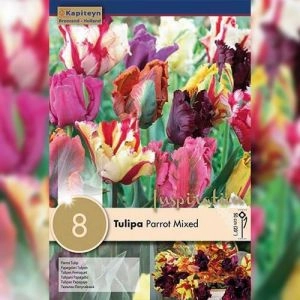 Тюльпан Parrot Mixed (Брендовые луковицы KAPITEYN®) фото