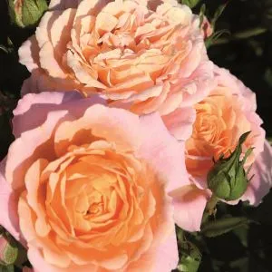 Роза Peach Clementine фото