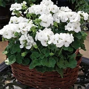 Пеларгония Multibloom White фото