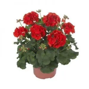 Пеларгония Master Idols Bright Red фото