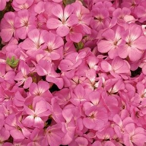 Пеларгония Multibloom Pink фото