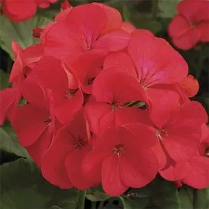 Пеларгония Multibloom Red фото