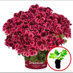 Пеларгония Graziosa Royal Salmon фото