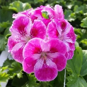 Пеларгония Pinkerbell фото