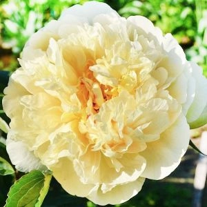 Пион Seidl's Super фото