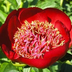 Пион Walter Mains фото