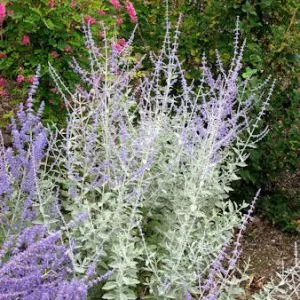 Перовския Silvery Blue фото