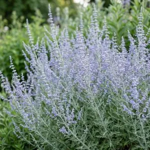 Перовския Silvery Blue фото