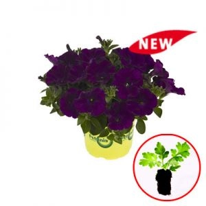 Петуния Potunia Cobalt Blue фото