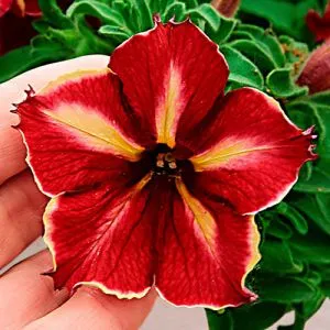 Петуния Crazytunia Mandevilla фото