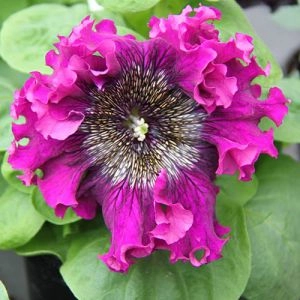 Петуния Superbissima Purple фото